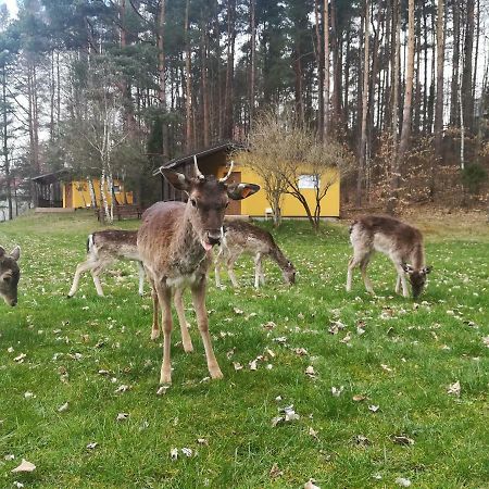 Отель O.W.Bingo Bieszkowice Экстерьер фото