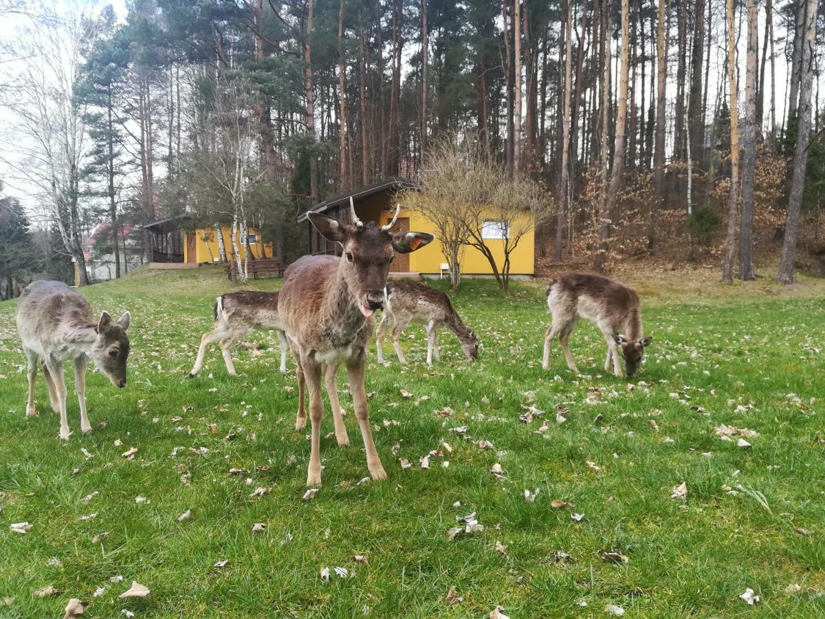 Отель O.W.Bingo Bieszkowice Экстерьер фото