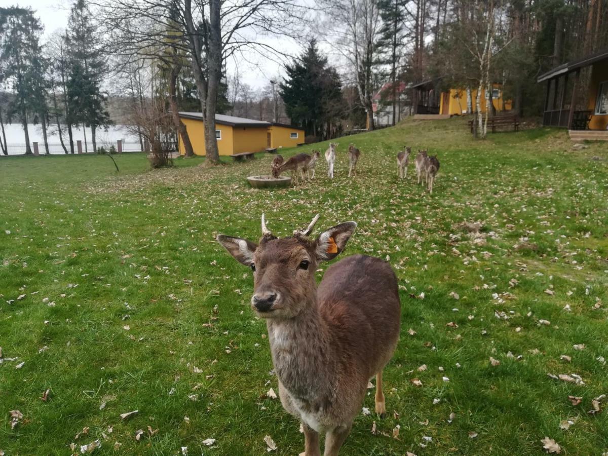 Отель O.W.Bingo Bieszkowice Экстерьер фото