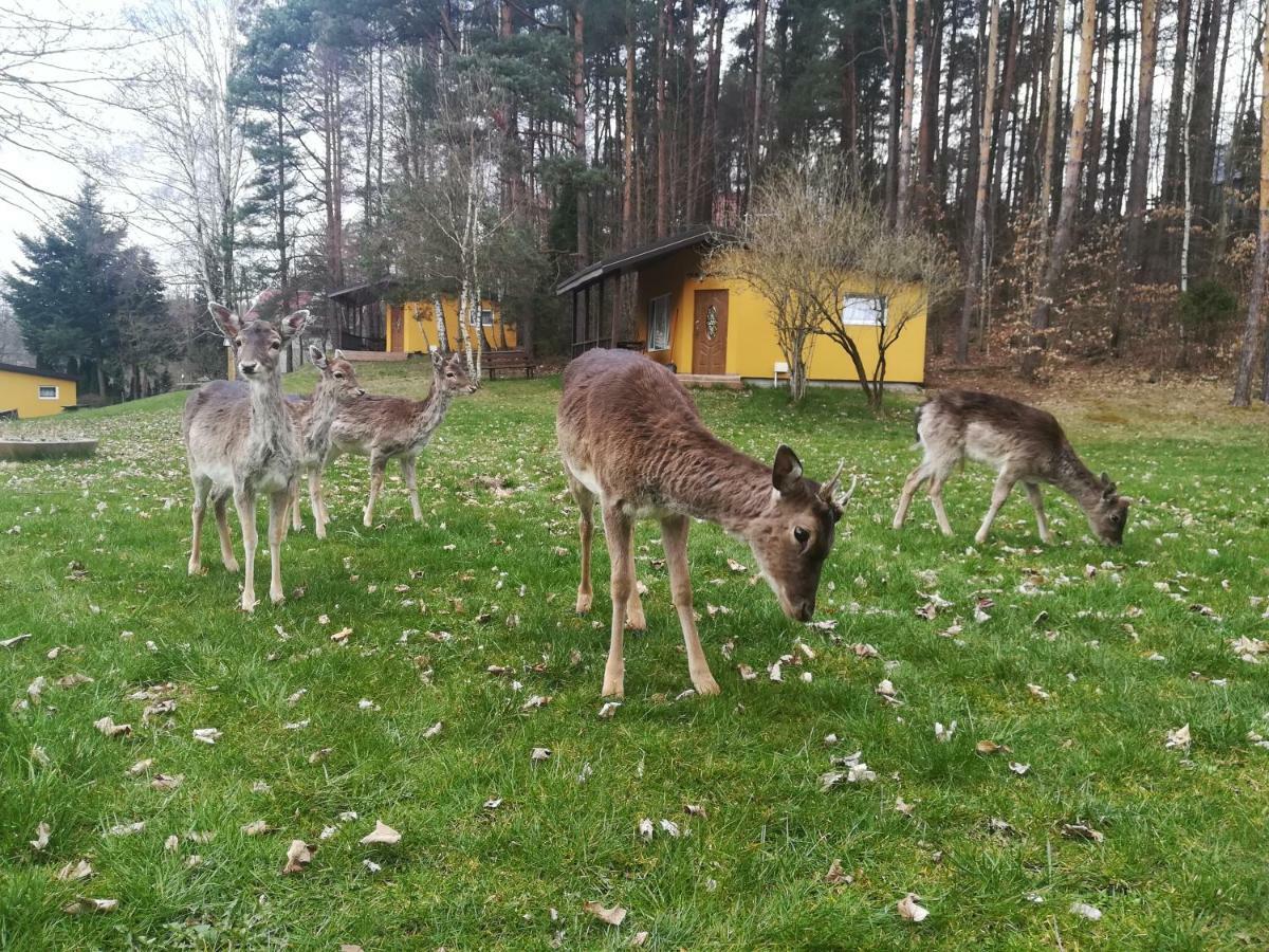 Отель O.W.Bingo Bieszkowice Экстерьер фото